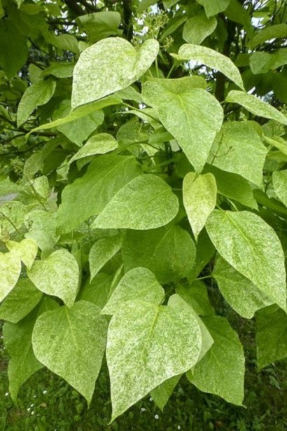 Катальпа чудова ’Пульверулента’ штамб|Catalpa speciosa Pulverulenta|Катальпа великолепная ’Пульверулента’ штамб